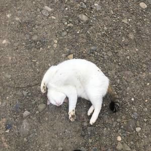 Meet your Posher, Bill